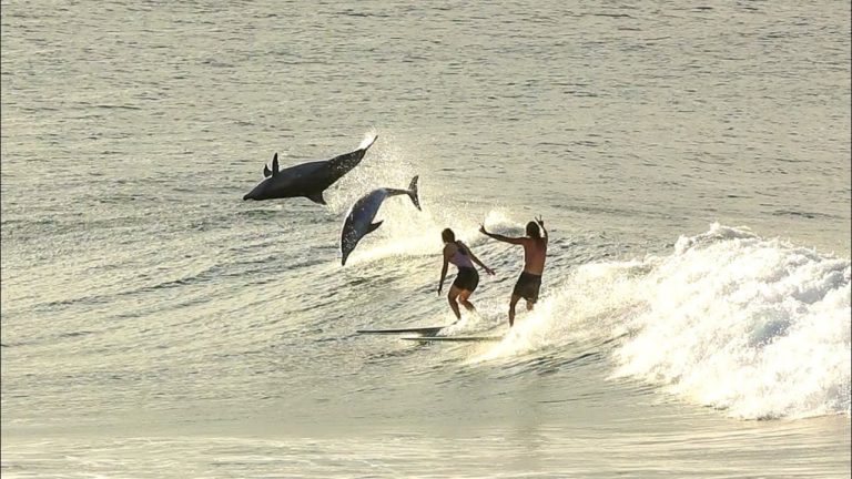 delfines bryon bay surf