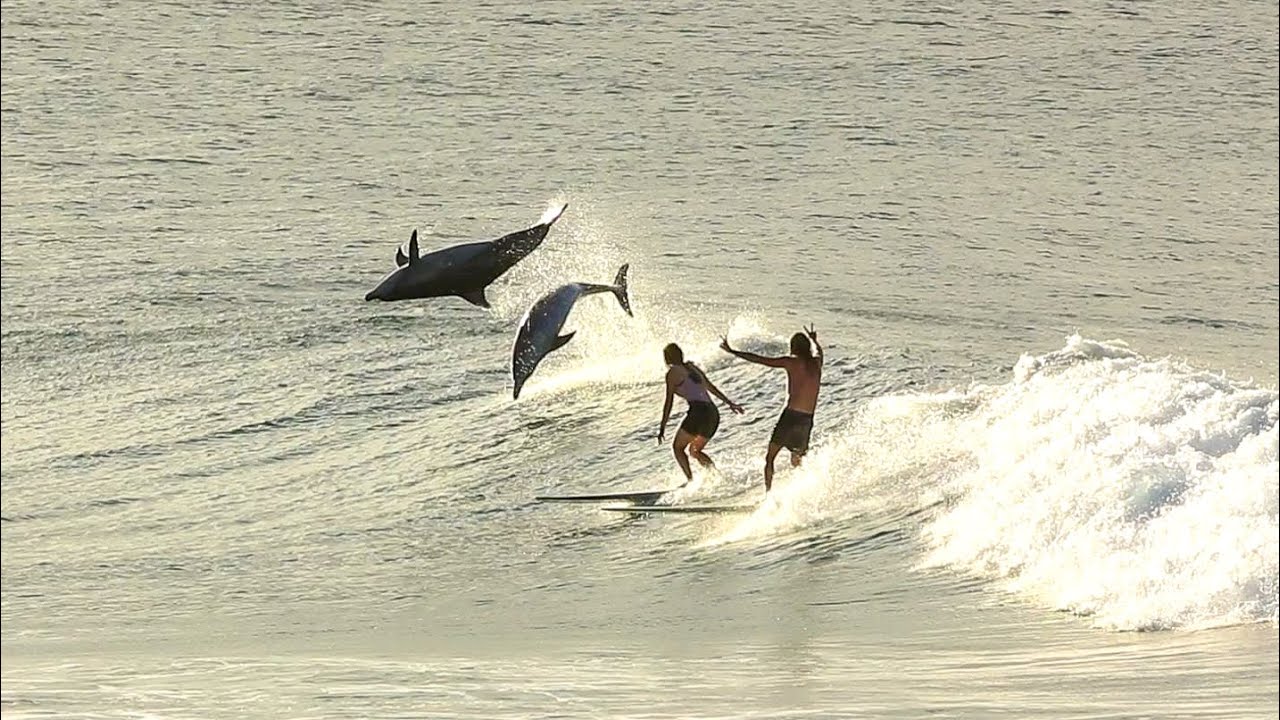 delfines bryon bay surf